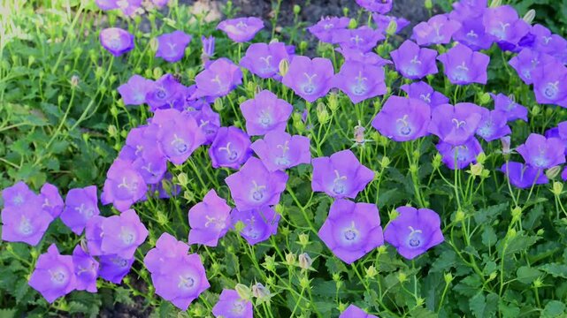 A vibrant patch of blooming purple bellflowers surrounded by lush green foliage in a sunlit garden.