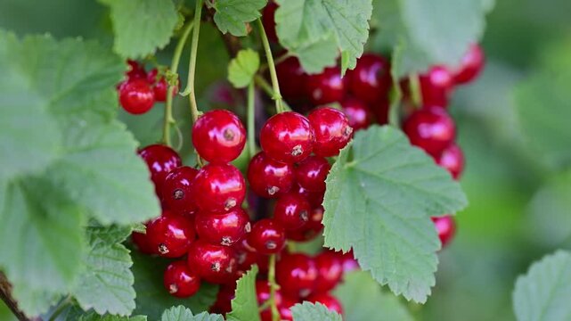 a cluster of ripe, bright redcurrants hanging from a leafy currant shrub in a vibrant summer garden.