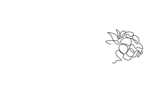 Animated self drawing  of continuous line draw of  Line Art Fruits Cherries, apple, and Raspberry in Continuous Outline. Full length one line animation. 4K