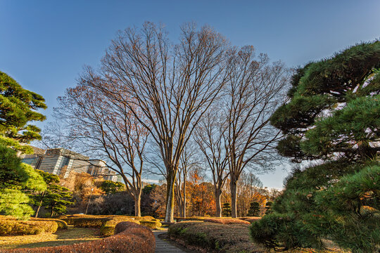 Massive winter trees looking up from the Imperial Palace East Gardens with Marunouchi skyscrapers in the background December 2023