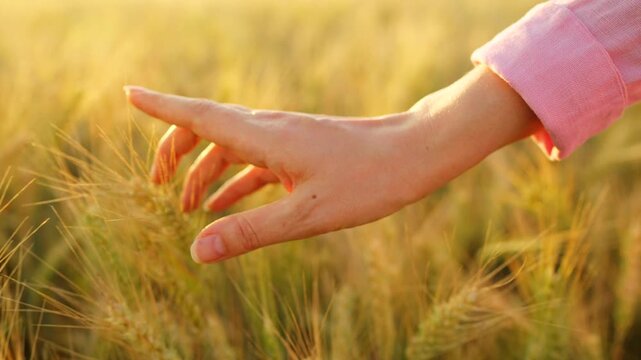Female hand touches ripe ears of wheat at sunset. Slow motion