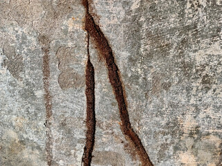 Fototapeta premium Termite Mud Tubes on Concrete Wall Texture Background
