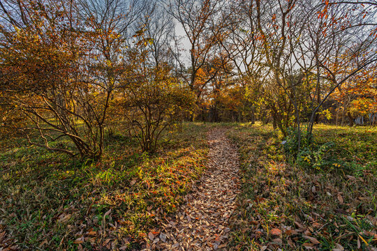 Quiet path covered with fallen leaves in the woods at the Imperial Palace East Gardens December 2023