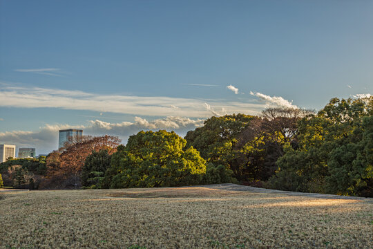 Vast lawn field at Honmaru area surrounded by rich trees in the Imperial Palace East Gardens December 2023