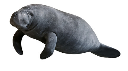 Gray manatee marine mammal with flippers and tail © Aisling