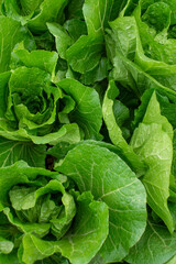 Fototapeta premium Fresh green cabbage plant growing in the agricultural field, close-up shot.