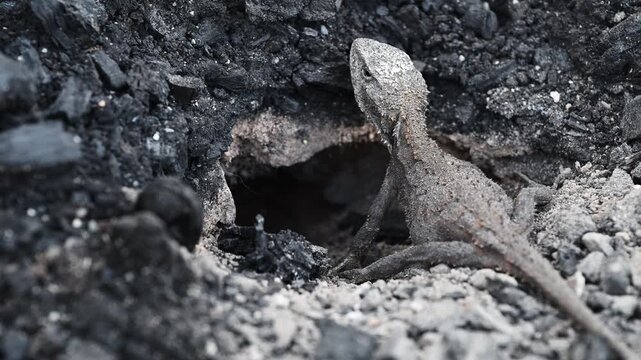 Small grey lizard digging a nesting burrow for egg laying in rocky ground of the Blue Mountains near Sydney, New South Wales, Australia. Wildlife, reptile behavior, natural habitat.