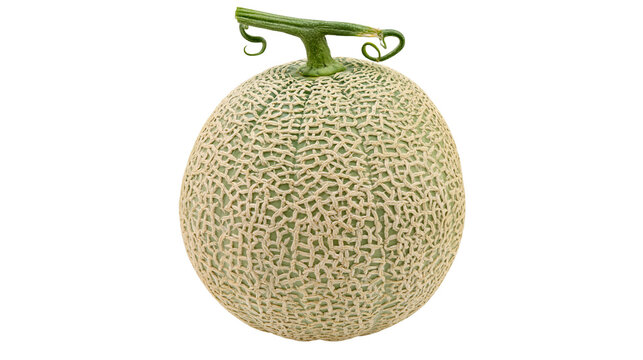Cantaloupe melon with green stem and tendrils