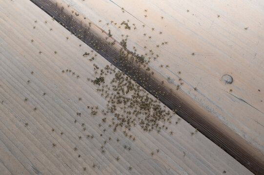Close up of hundreds of young spiderlings gathered after hatching. Natural wildlife macro photograph illustrating spider development and early dispersal behavior.