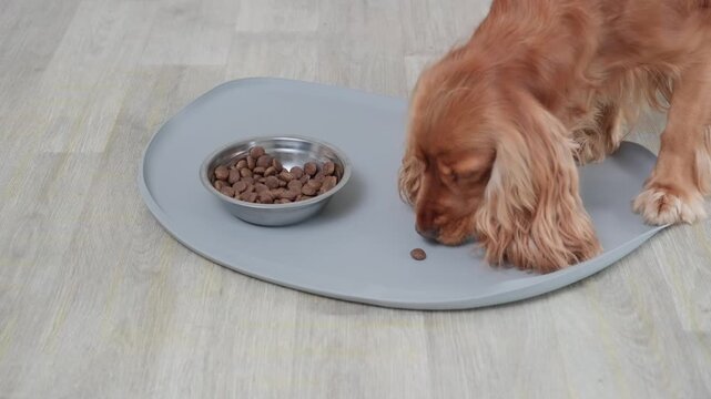 Cute english cocker spaniel eating dry kibble from a silicone mat next to a steel bowl, a healthy diet for a beloved pet. Daily feeding routine for a purebred domestic animal at home