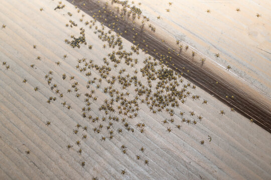 Close up of hundreds of young spiderlings gathered after hatching. Natural wildlife macro photograph illustrating spider development and early dispersal behavior.