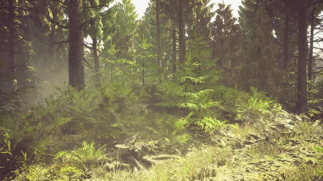 Sunlit pine forest slope with ferns, soft morning mist, warm golden light, mossy ground texture, quiet serene mood for mindful nature and slow living imagery