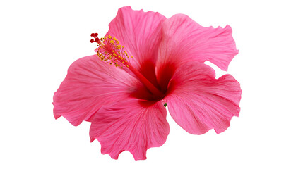 Vibrant pink hibiscus flower with yellow stamen © Anouk