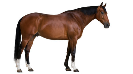 Brown horse with black mane and tail, white socks on legs © Asmud