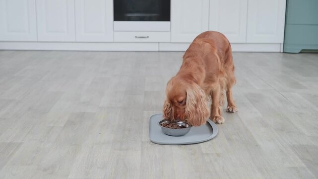 Beautiful cocker spaniel patiently waiting before walking to a bowl and eating delicious dry kibble from a stainless steel dish on the kitchen floor, showing good manners and training