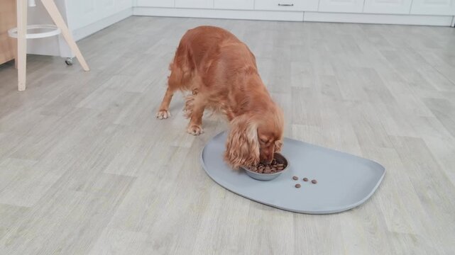 Beautiful english cocker spaniel eating dry kibble food from a stainless steel bowl placed on a mat in a modern kitchen, showcasing pet care, daily routine, and proper animal nutrition