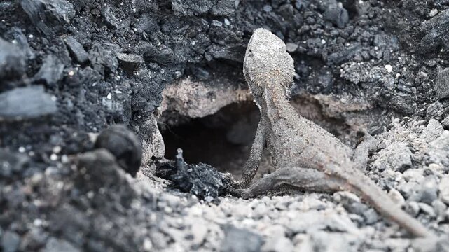 Small grey lizard digging a nesting burrow for egg laying in rocky ground of the Blue Mountains near Sydney, New South Wales, Australia. Wildlife, reptile behavior, natural habitat.