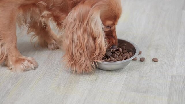 Cute reddish english cocker spaniel eating dry kibble from a metal bowl on the floor indoors, showing a healthy appetite and proper pet nutrition for a purebred domestic animal