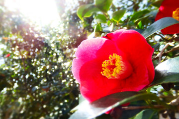 Obraz premium Vivid red camellia glowing in soft backlight with golden stamens