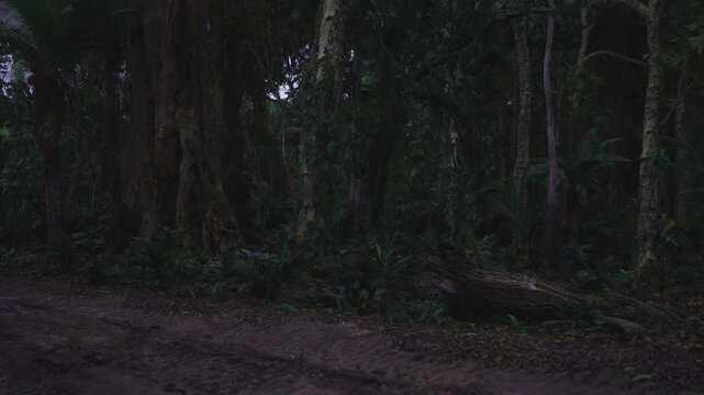Forest ecology survey with ground plots, marked sampling points near tree bases, rich understory and leaf litter recorded for biodiversity monitoring