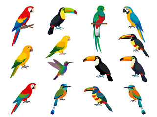 Fototapeta premium A collection of colorful tropical birds including parrots toucans and hummingbirds.