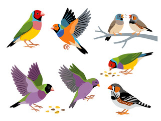 Fototapeta premium A collection of colorful Gouldian and Zebra finches in various poses.