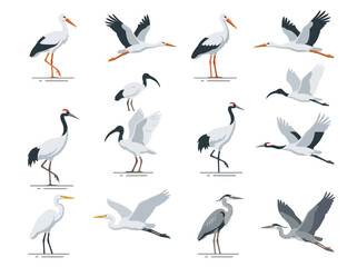Obraz premium A collection of various stork and heron species in standing and flying poses.