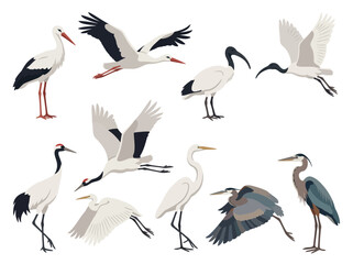 Obraz premium A collection of various wading birds including storks cranes egrets and herons in different poses.