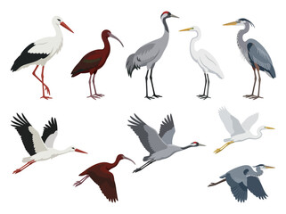 Obraz premium A collection of various wading birds including storks cranes herons and ibises in standing and flying poses.