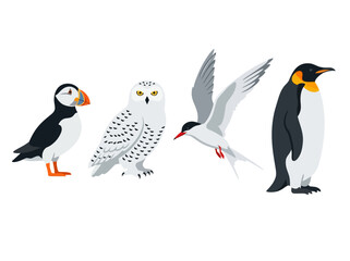 Naklejka premium A collection of four distinct polar bird species illustrated in a flat vector style.