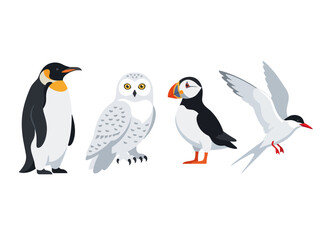 Obraz premium A collection of four distinct arctic and polar bird species illustrated in a clean vector style.