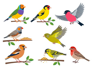 Fototapeta premium A collection of colorful songbirds depicted in various poses on branches and in flight.