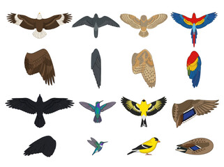 Obraz premium A collection of various bird species shown in flight and perched positions.