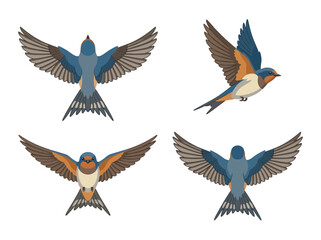 Fototapeta premium A collection of four detailed illustrations of swallow birds in various flight poses.