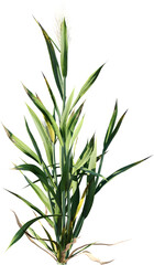 Obraz premium field, plant, agriculture, corn, nature, food, leaf, farm, grass, rosemary, summer, crop, herb, isolated, growth, sky, farming, maize, landscape, leaves, wheat, rural, garden, vegetable, organic, farm