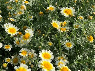 Fototapeta premium White and yellow daisies in a lush green field. Vibrant flowers with white petals and yellow centers. Summer floral landscape with natural sunlight.