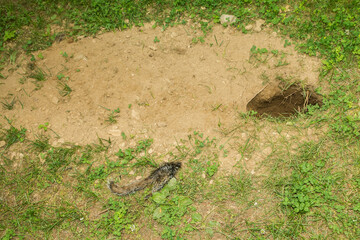 Fototapeta premium Red Fox Den in a residential backyard with remains of a Gray Squirrel near the entrance.