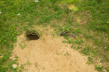 Fototapeta premium Red Fox Den in a residential backyard with remains of a Gray Squirrel near the entrance.