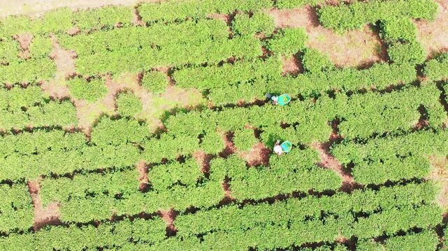 Top-down aerial shot of Ilam chiyabaari with two tea pickers carrying green baskets moving through the rows; neat bush pattern visible across the field
