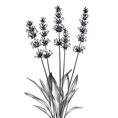 Obraz premium The image features a detailed line drawing of a flowering plant with multiple tall, slender stems supporting clusters of small, delicate blossoms at the top
