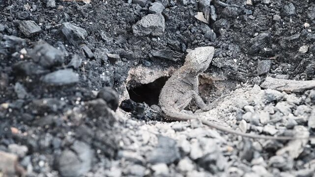 Small grey lizard digging a nesting burrow for egg laying in rocky ground of the Blue Mountains near Sydney, New South Wales, Australia. Wildlife, reptile behavior, natural habitat.