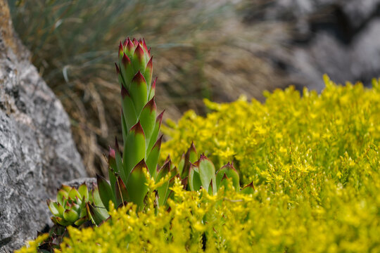 Growing stem of a houseleek (Sempervivum) above yellow flowers of stonecrop (Sedum).