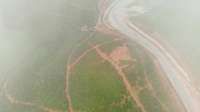 Misty aerial view of the Ilam hills showing tea plantation rows partially obscured by low cloud with scattered tall trees breaking the canopy
