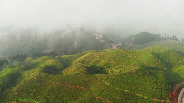 Aerial view of vast Ilam chiyabaari plantation hills under low fog with rows of tea bushes carpeting the ridgelines; a small village visible in the upper distance
