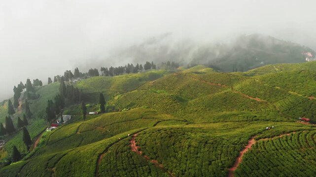 Misty aerial view of rolling green chiyabaari hills in Ilam with dense tea bush rows covering the slopes; scattered cypress trees and small farm structures visible through low cloud

