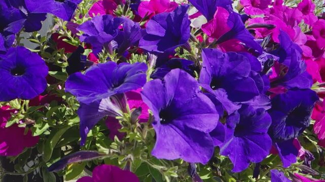 Nature. Garden flowers. Colorful carpet of wildflowers.	