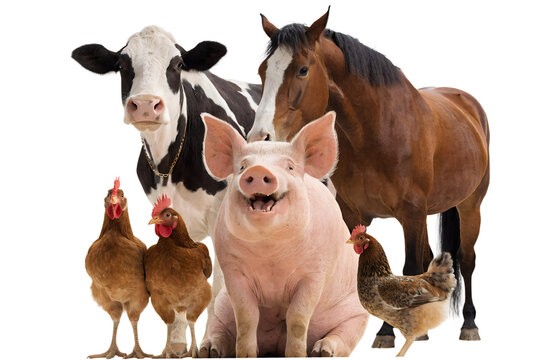 Funny pink pig sitting on its bottom with happy smile, dairy cow standing beside it, friendly horse, curious goat and several chickens gathered together, looking directly at camera, playful farm anima