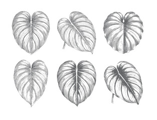 Classic philodendron foliage collection with intricate engraved details. © Creative09