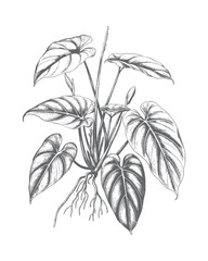 Tropical philodendron plant illustrated with detailed botanical linework. © Creative09