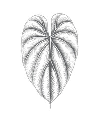 Botanical philodendron leaf with detailed engraved linework. © Creative09